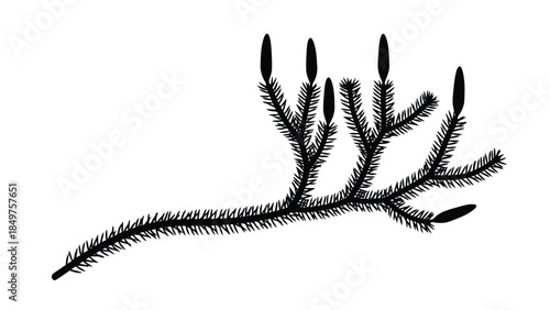Black silhouette of a pine tree branch with needles and buds isolated on white background