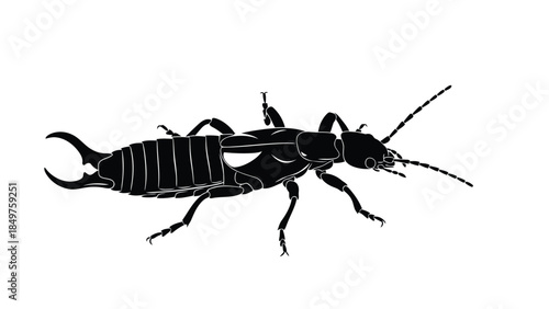 Black silhouette of an earwig insect on , side profile, shadow outline isolated on white background