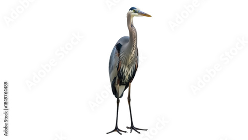 Photos Isolated Great Blue Heron stands gracefully with an elegant neck, feathers, and