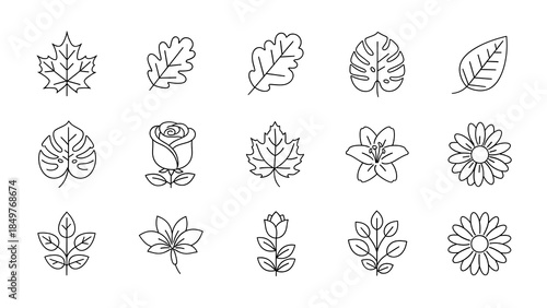 Minimalist Handdrawn Branch and Leaf Line Art Botanical Illustration Element on White