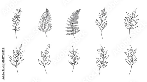 Minimalist Handdrawn Branch and Leaf Line Art Botanical Illustration Element on White