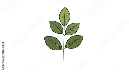 Minimalist Handdrawn Branch and Leaf Line Art Botanical Illustration Element on White