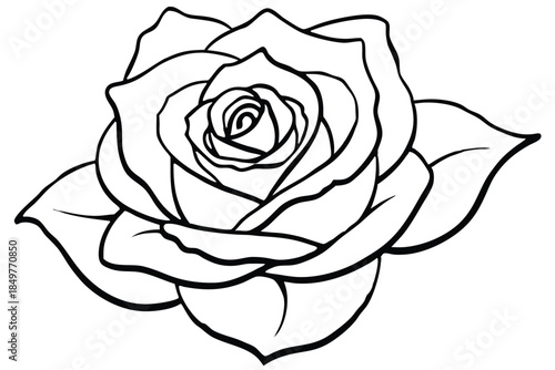 rose silhouette line art vector illustration