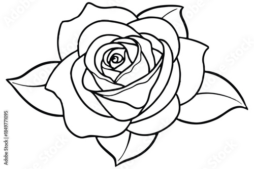 rose silhouette line art vector illustration