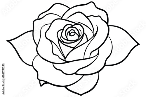 rose silhouette line art vector illustration