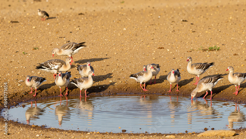 Flock of birds drinking water near a small pond in the desert.  World Wildlife Day   