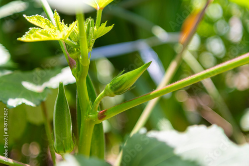 畑で育つオクラの実