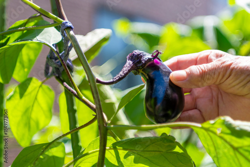 畑に実ったナスを収穫する老人の手