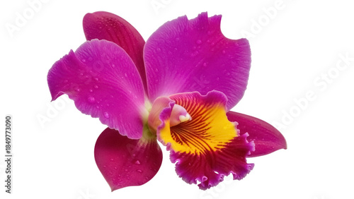 Isolated delicate purple orchid blossom with water droplets is vibrant and beautiful