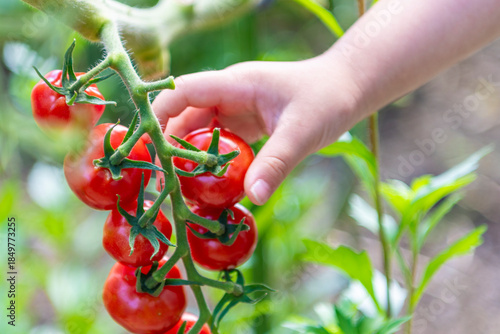 ミニトマトを摘む子どもの手