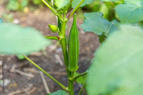 畑で育つオクラの実