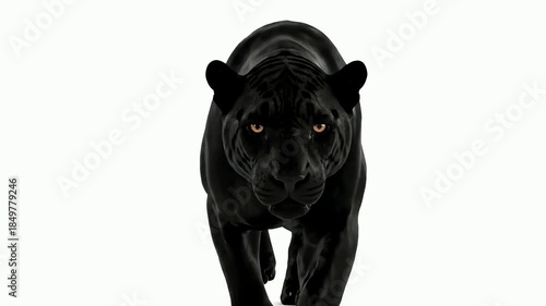 Majestic black panther walking forward intently on a clean white background