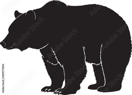 Grizly bear on white background