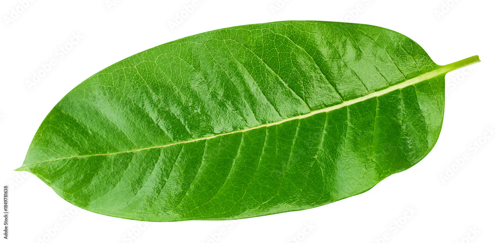 Obraz premium Green leaf isolated on white background