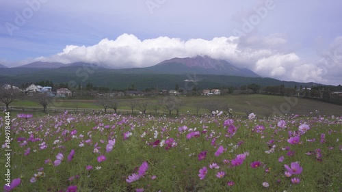 コスモス畑と霧島連山