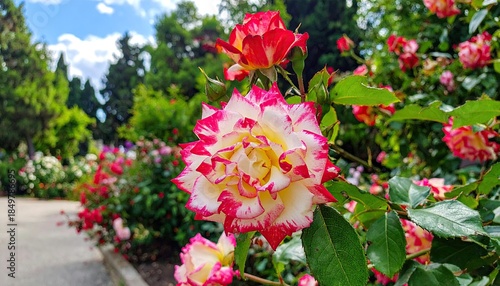 Close-up of a bi-colored rose with white and pink petals in a lush garden setting.
