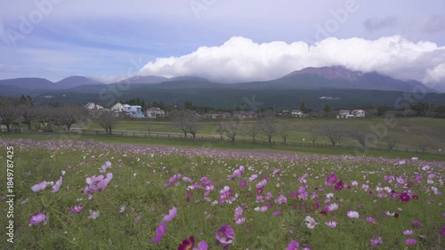 コスモス畑と霧島連山