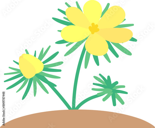 Yellow buttercup flower blooming with green leaves