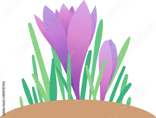 Crocus flowers growing from earth in spring