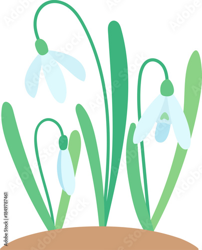 Snowdrop flowers blooming in early spring season