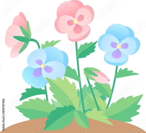 Pansy flowers blooming in soft pastel colors
