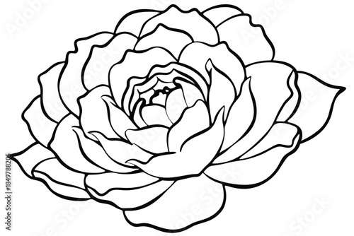 peony silhouette line art vector illustration