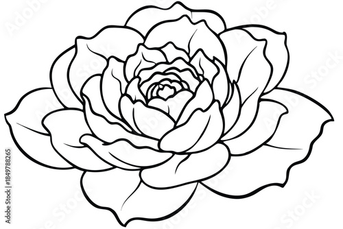 peony silhouette line art vector illustration