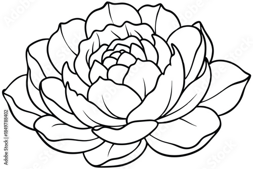 peony silhouette line art vector illustration