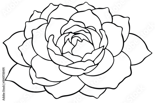 peony silhouette line art vector illustration