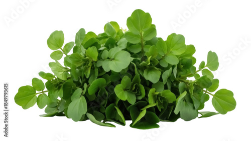 Slika na platnu Isolated fresh bright green watercress, a leafy vegetable, peppery and tangy, ed