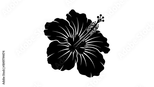 Black and White Hibiscus Flower Illustration.