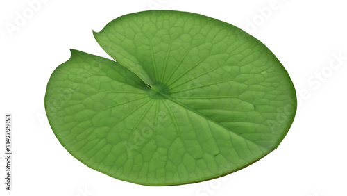 Foto Isolated floating lily pad with wavy edges, round shape, veins, green leaf, clos