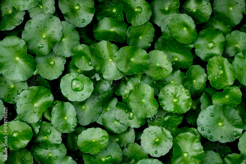 Centella asiatica , Asiatic pennywort, gotu kola is commonly used for traditional medicine