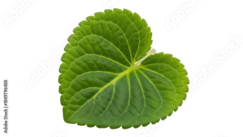 Εκτύπωση καμβά Isolated green foliage of a violet flower plant, heart-shaped single leaf growin