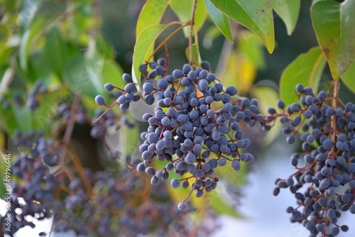 Black berries of the Glossy privet tree, Ligustrum lucidum
