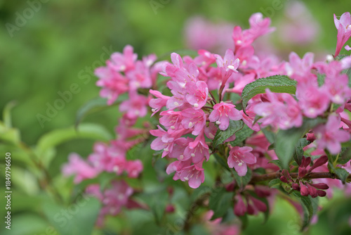 Pink flowers of the Weigela hortensis