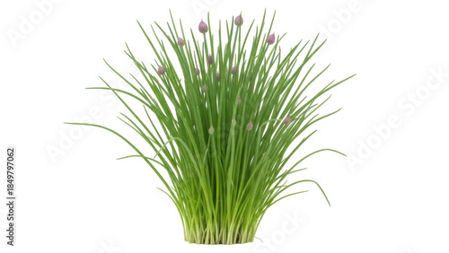 Tableau sur toile Isolated Chives Plant with Blooming Buds for Herb Gardens, Floral Arrangements &