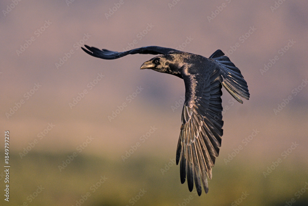 Fototapeta premium Raven in flight at dawn