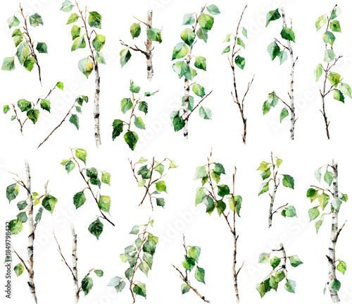 Birch tree branches watercolor set