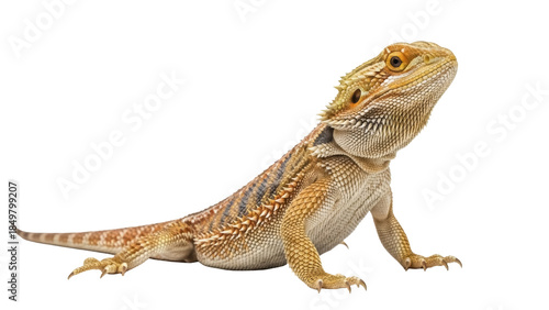 Isolated Bearded Dragon posing against a neutral backdrop, reptile pet in full body view © Johanna