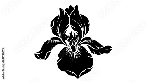 Black and White Iris Flower Illustration.