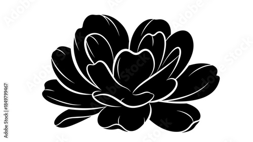 Black and White Succulent Plant Illustration.