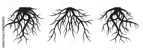 Set of black tree roots. Outline Illustration.