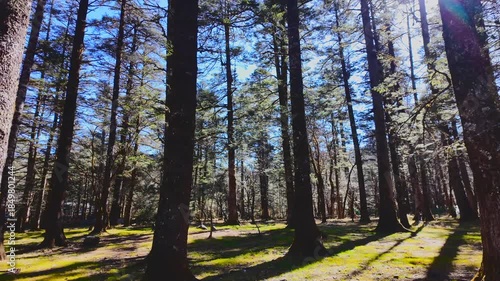 Sunlight filtering through the leaves in a forest landscape [4K Slow Motion]