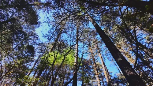 Sunlight filtering through the leaves in a forest landscape [4K Slow Motion]