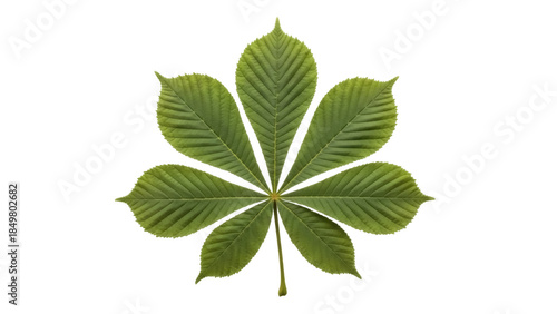 Photos Isolated horse chestnut leaf, spring foliage, seasonal plant, green color, desig