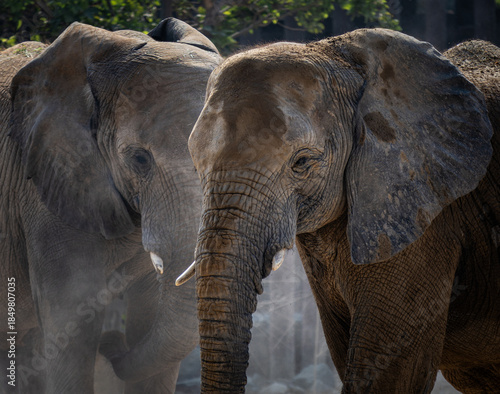 Photography "Close-up portrait of two African elephants at a zoo enclosure during the day