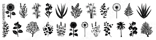 Floral collections of black silhouettes of meadow herbs, floral backgrounds. Silhouettes of beautiful plants, branches, leaves, various plant wildflowers. Wild grass. Monochrome vector illustrations