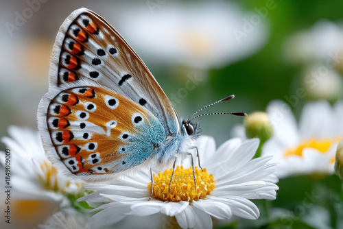Colorful butterfly resting on white flowers in a vibrant garden setting during daytime