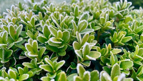 Εκτύπωση καμβά Close up of evergreen boxwood leaves covered in sparkling morning frost